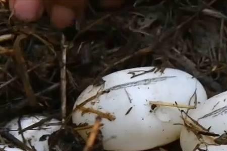 扬子鳄一生能产多少卵