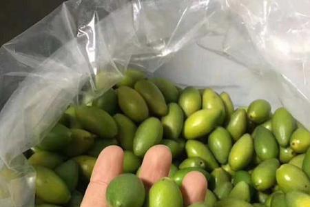 十大橄榄品种图片