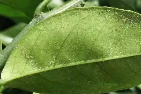 红蜘蛛最小能抛几克的饵