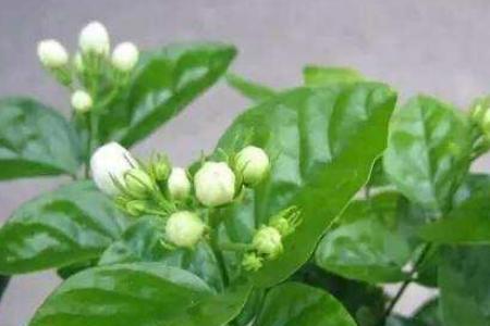 茉莉花开后所结的果能吃吗