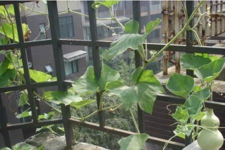一棵葫芦苗能结果吗