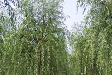 中国南方哪里有柳树