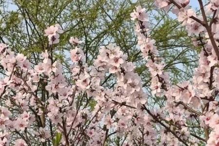 春日漫漫什么意思