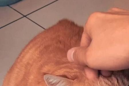 黄金猫咬人吗
