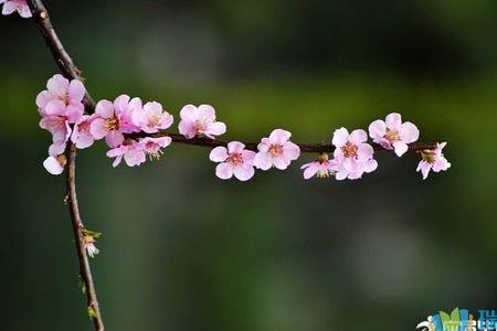 桃花开了，把句子写得更具体