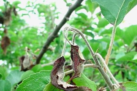 苹果树叶发白枯死