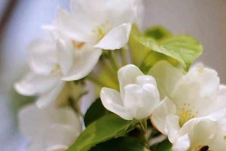 花已迟暮是什么意思