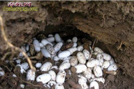 蛇蛋一个能孵化几个