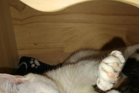 口袋猫为什么小