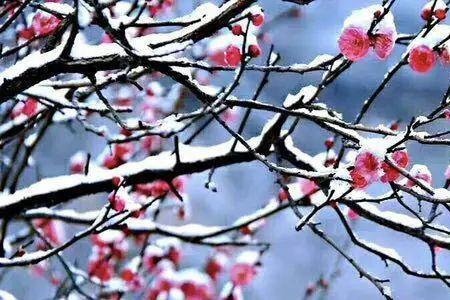 雪问梅花风问柳谁做的诗