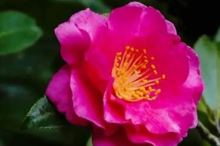 茶花和茶梅哪个贵