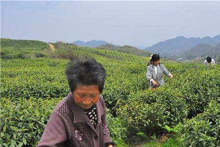 贵州茶果树种植时间