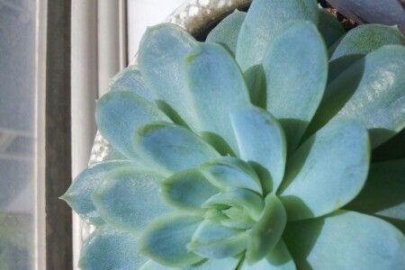 冰梅香吗