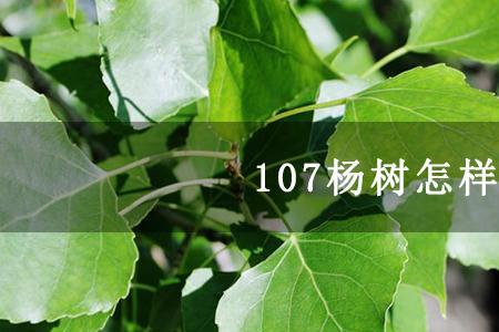 3084杨树长得快吗