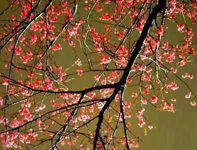 花开枝头寓意
