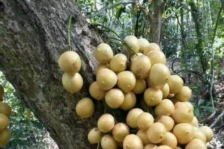 树上那么多果子是什么意思