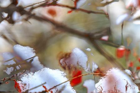 松涛竹浪红梅雪下联
