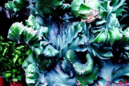 玉麒麟开裂怎么回事
