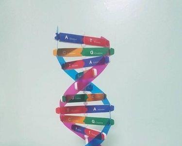 DNA双螺旋结构的多样性意义