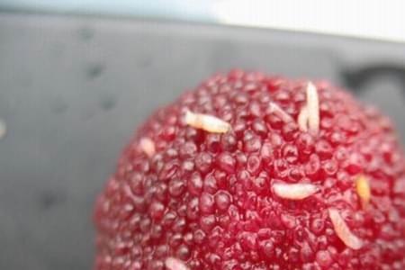 为什么葡萄皮会生小虫
