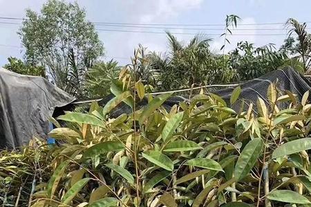 果苗种下淋生根水什么时候为好