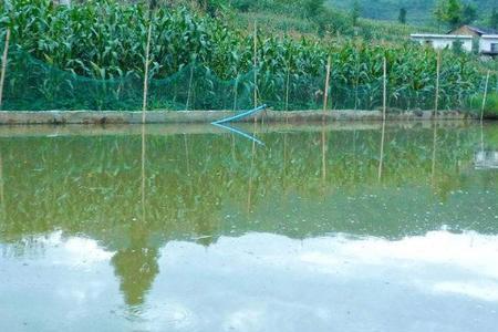 雨水养鱼最佳方法