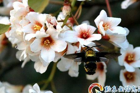 风情万种，引蝶成群是什么意思
