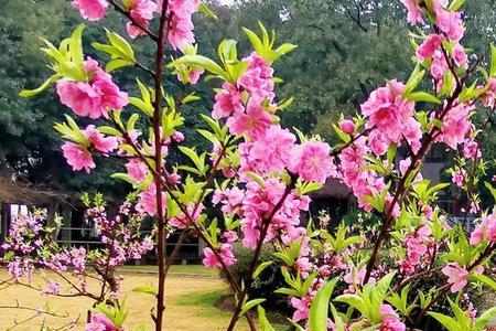 园中桃花颇盛解释