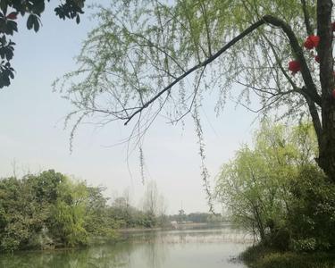 什么柳枝对着什么湖水照镜呢