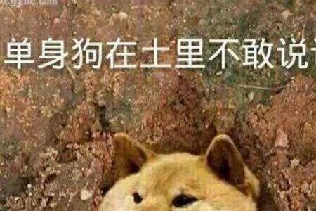 要不要养单身狗