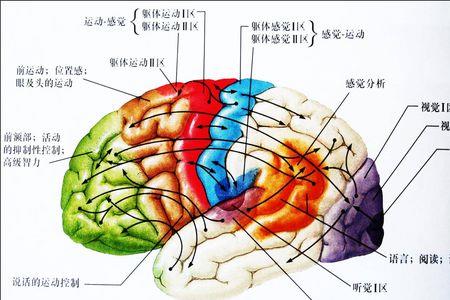 与生头缩脑结构相同的词
