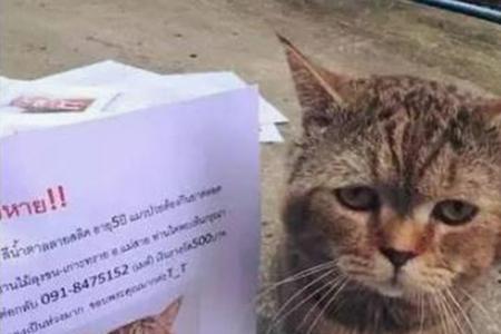 猫丢了。怎么让自己不要太伤心