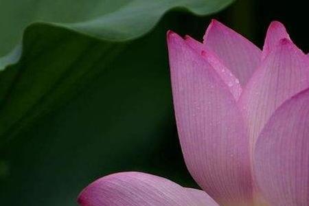 浮光浅夏是什么意思
