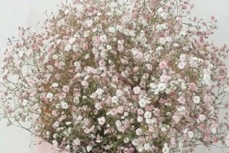 满天星的散是什么意思