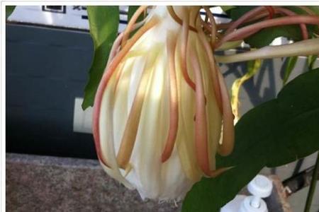 昙花开花后，花有什么用