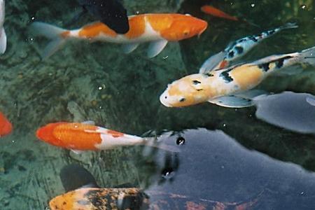 锦鲤水质最佳调理方法