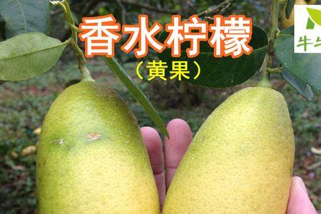 香水柠檬怎样才算做果