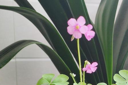 老桩发芽了什么时间施肥好