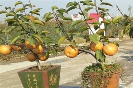 种苹果籽埋多深