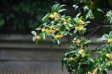 桂花生长过程图片