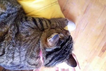 猫咪能舔到自己的后颈吗