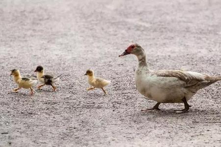 鸭子跑到别人家里怎么叫回来