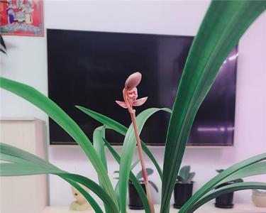 兰花东方红新苗特征