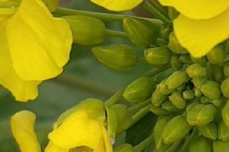 油菜花与黄花菜有什么区别