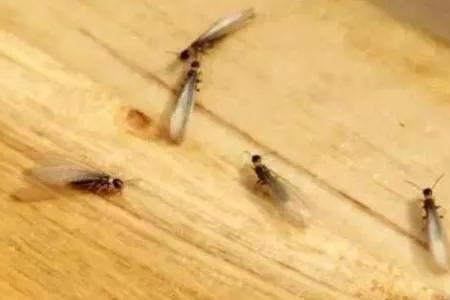 家里有白蚁意味着要搬家吗