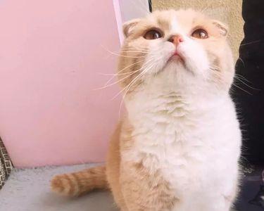 猫的脖子为什么是歪的