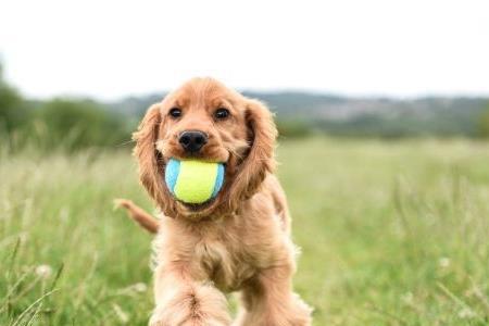 可卡布犬好养吗