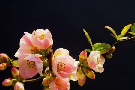 什么花的花语是无法触碰的爱恋