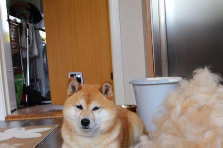 柴犬掉毛多久能好