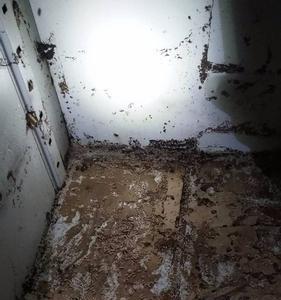 白蚁怎样彻底消灭